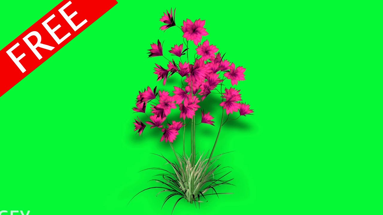 pink flower moving in wind green screen video