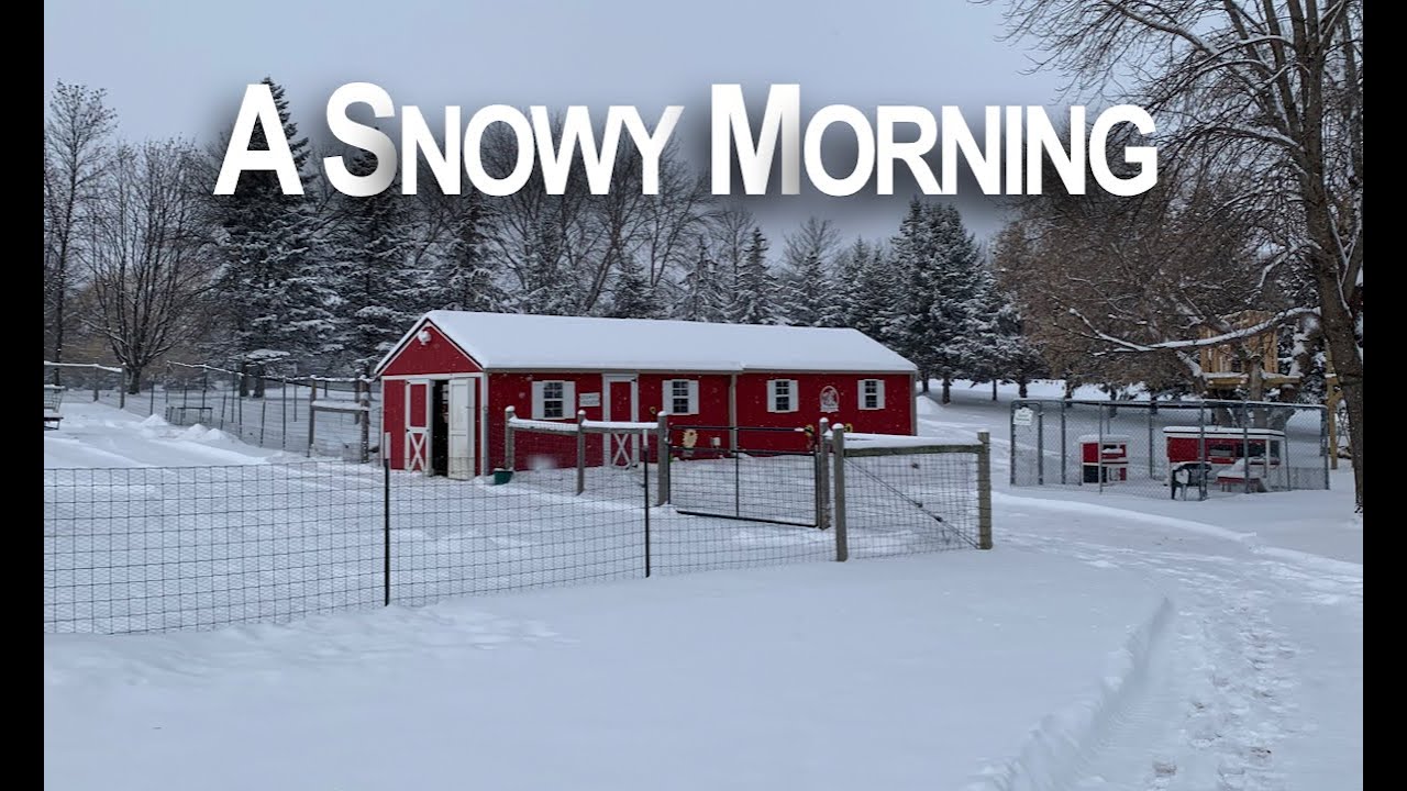 How will the animals respond to a fresh morning snow?