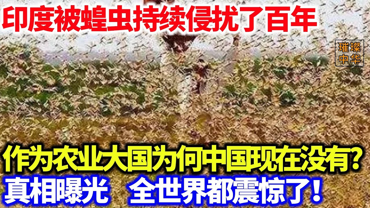 印度被蝗虫持续侵扰了百年，作为农业大国为何中国现在没有真相曝光，全世界都震惊了！#奇闻 #种植技术 #农业