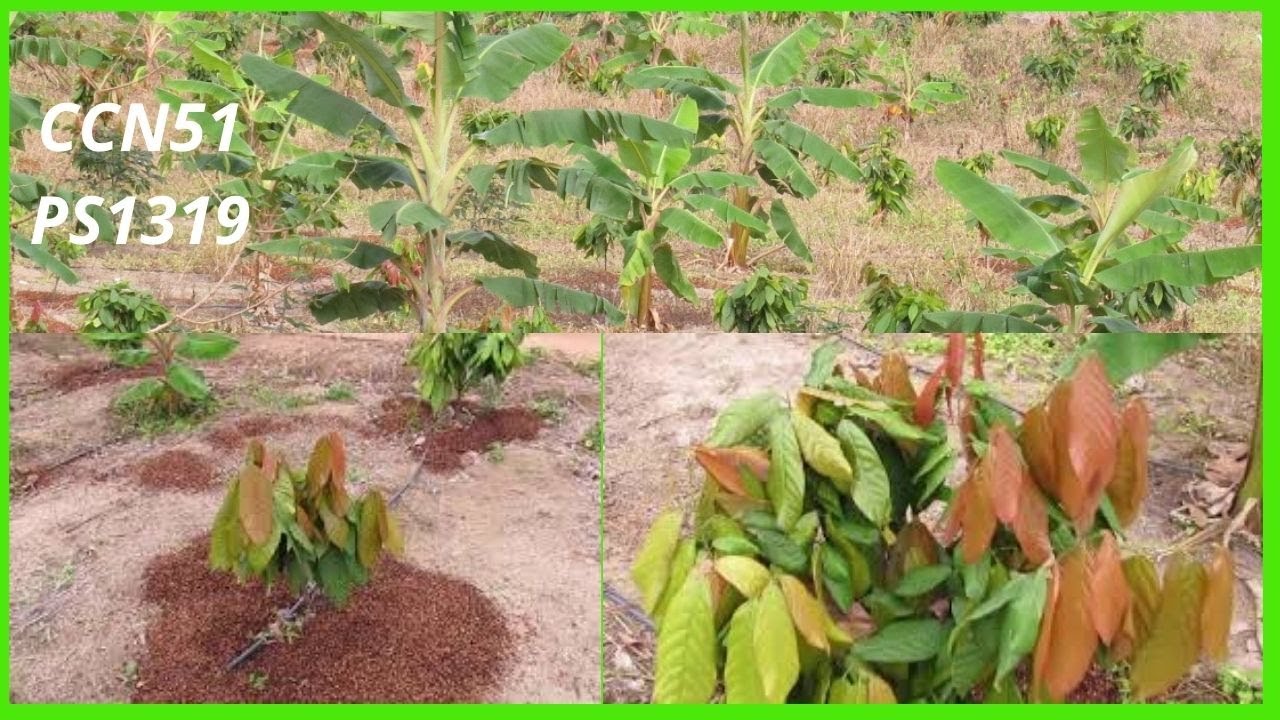 ✅plantio de cacau CCN51 PS1319