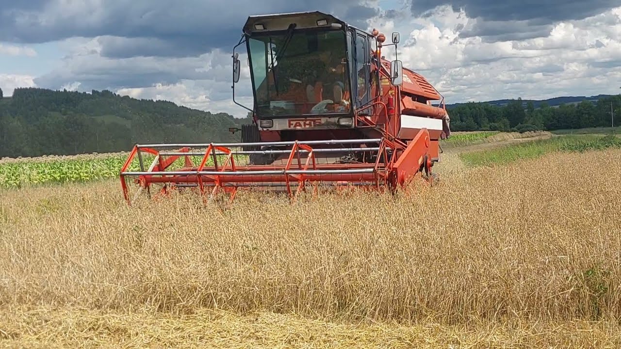 oporowe kradzione żniwa☆kosimy jęczmień i pszenżyto☆Fahr M1300 Hydromat☆Ursus☆Żniwa 2023