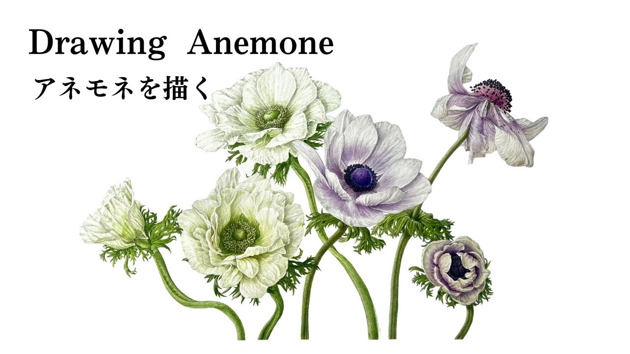 Drawing white Anemone without white paint / 白いアネモネを白い絵の具を使わずに描く