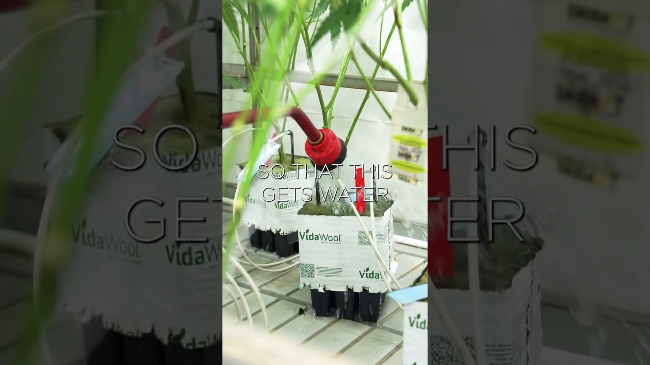 How To Water Cannabis Plants #shorts