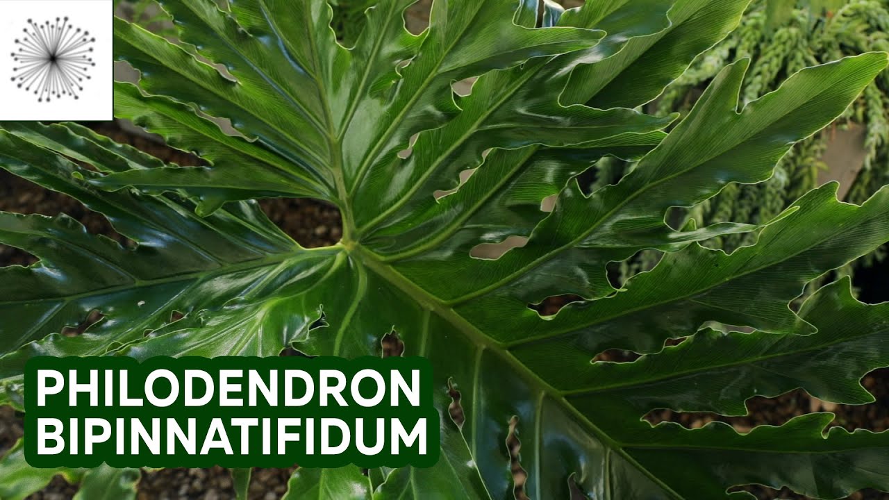 Todo sobre el Philodendron bipinnatifidum