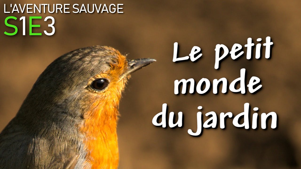 Les petites b&ecirc;tes du jardin / L'AVENTURE SAUVAGE / S1E3