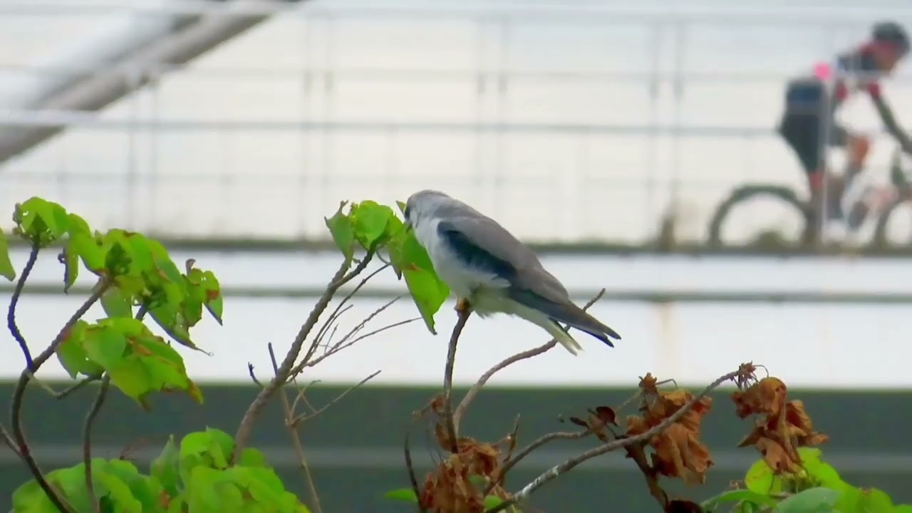 2026/01/24 黑翅鳶