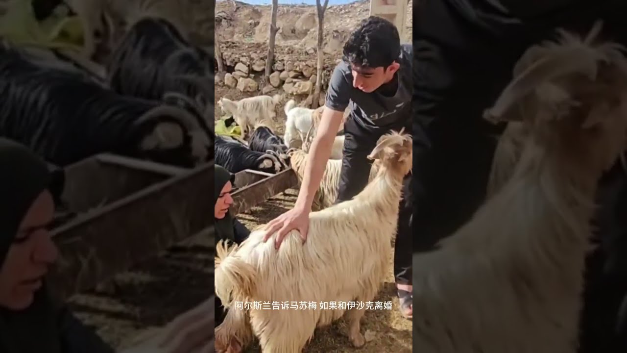 阿里指示伊沙克，带着马苏梅回去拿嫁妆，阿尔斯兰提出要求 #马苏梅 #萨利赫
