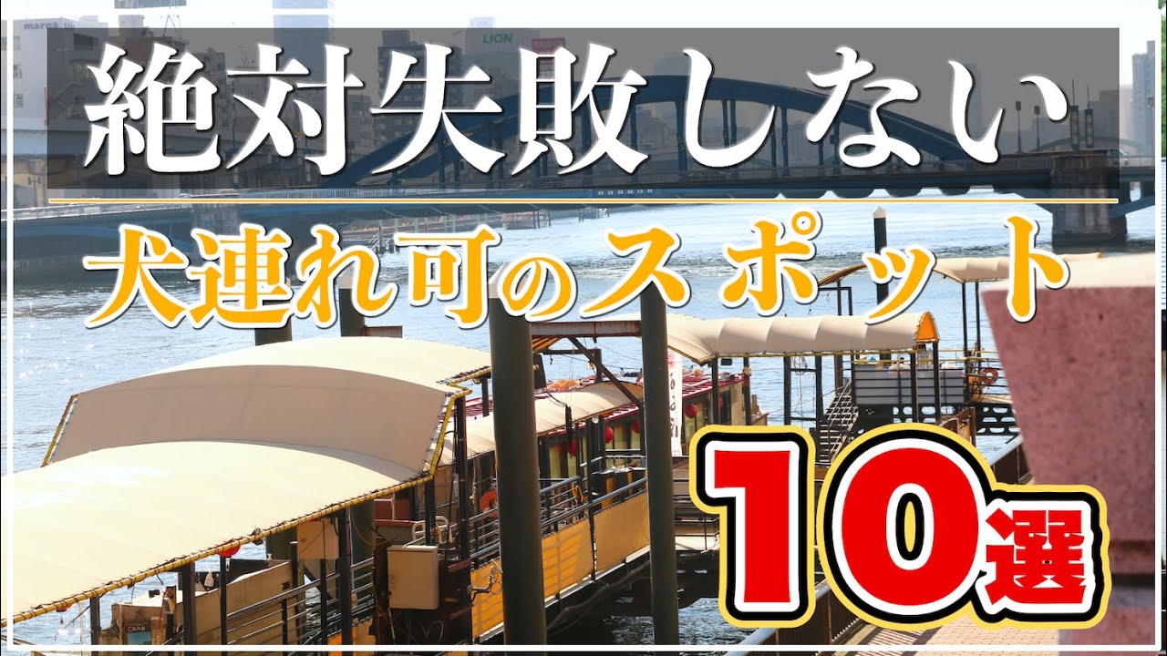 【犬と日帰り旅行】絶対失敗しない関東近県おすすめ犬連れ可のお出かけスポット10選（ランキング形式）※柴犬と実際に訪れた本音レビュー！静岡／千葉／山梨／栃木／埼玉／東京（旅する豆柴）
