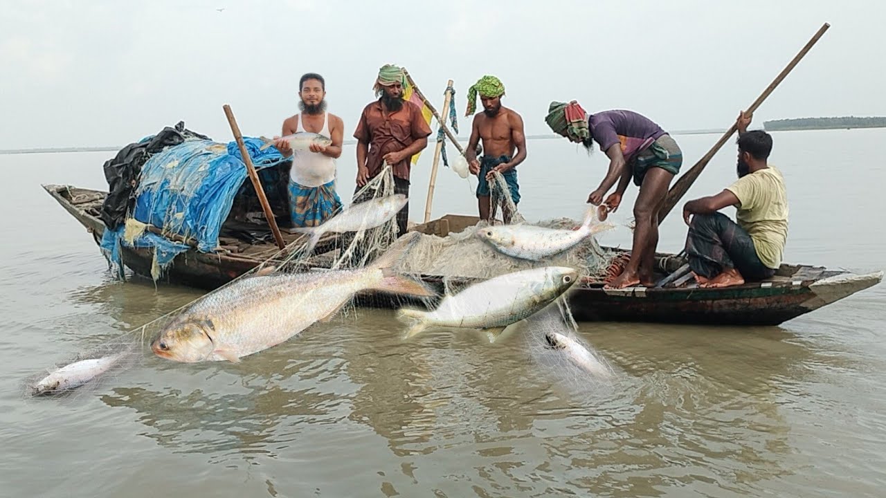 জীবিত ইলিশ মাছ ধরতে গিয়ে নদীতে এ কি হলো দেখুন। ইলিশ মাছ ধরার ভিডিও। Live Hilsha fish catching River