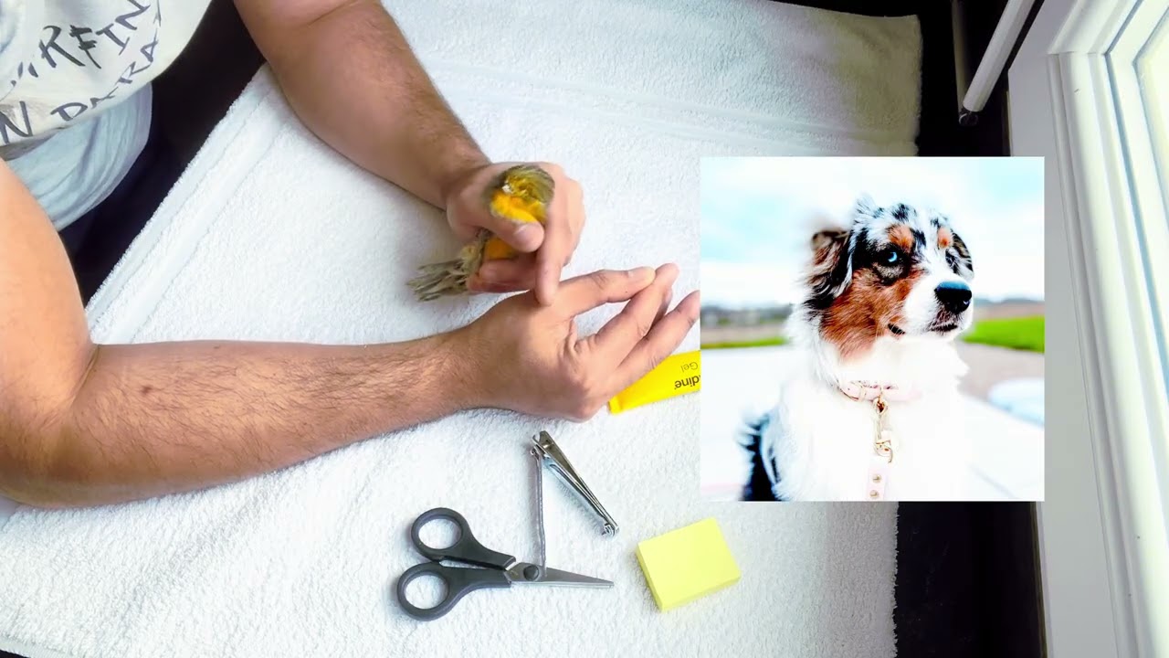 Explications comment manipuler vos oiseaux dans votre main en toute sécurité 
