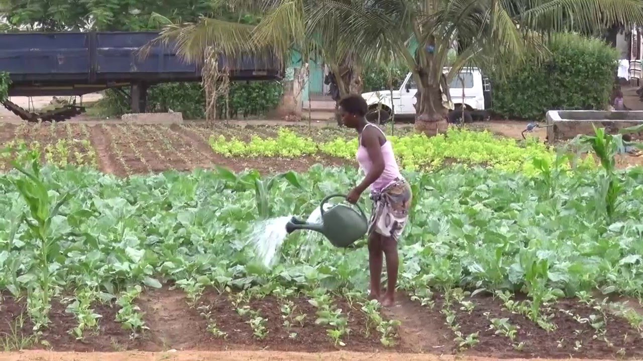 Agricultura em zonas urbanas