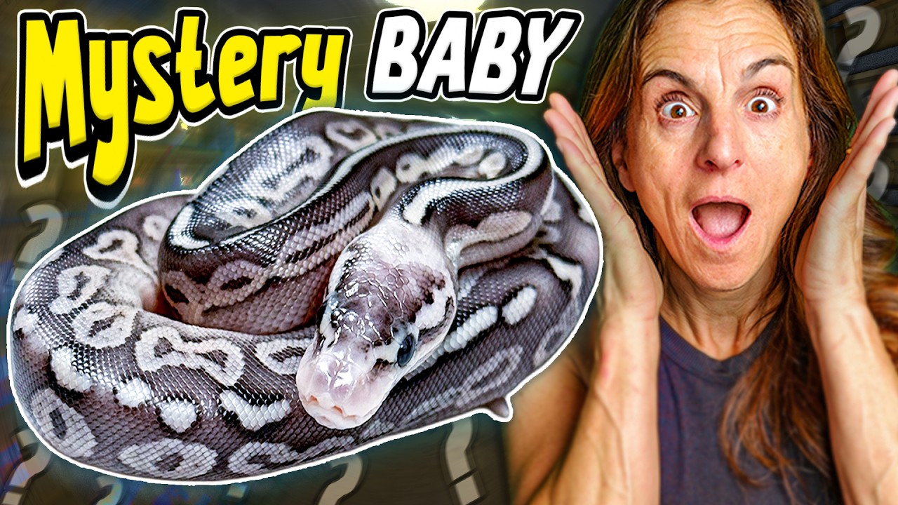 Opening More of Brian Barczyk's Mystery Snake Eggs (INSANE LOOKING)