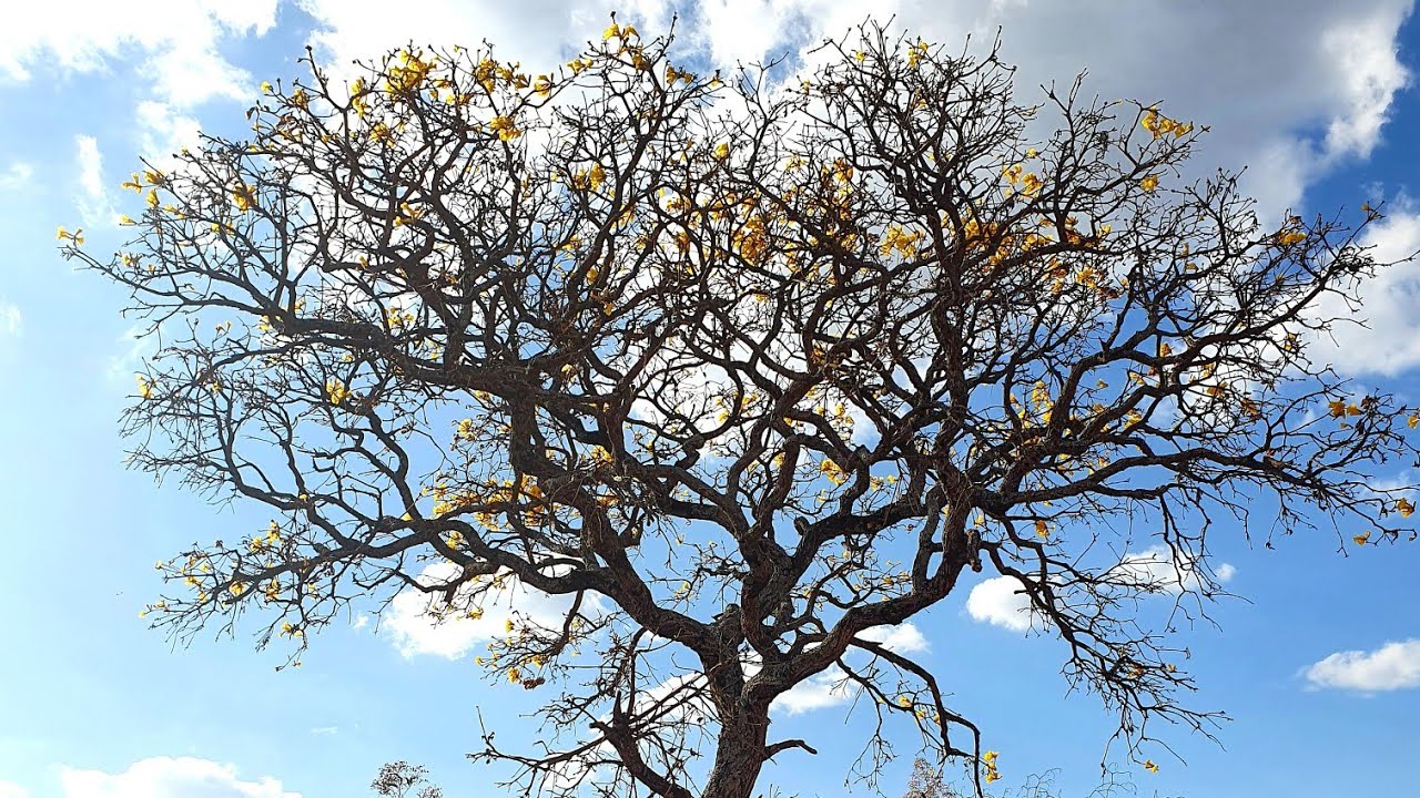 Como Gerar Conicidade no Bonsai