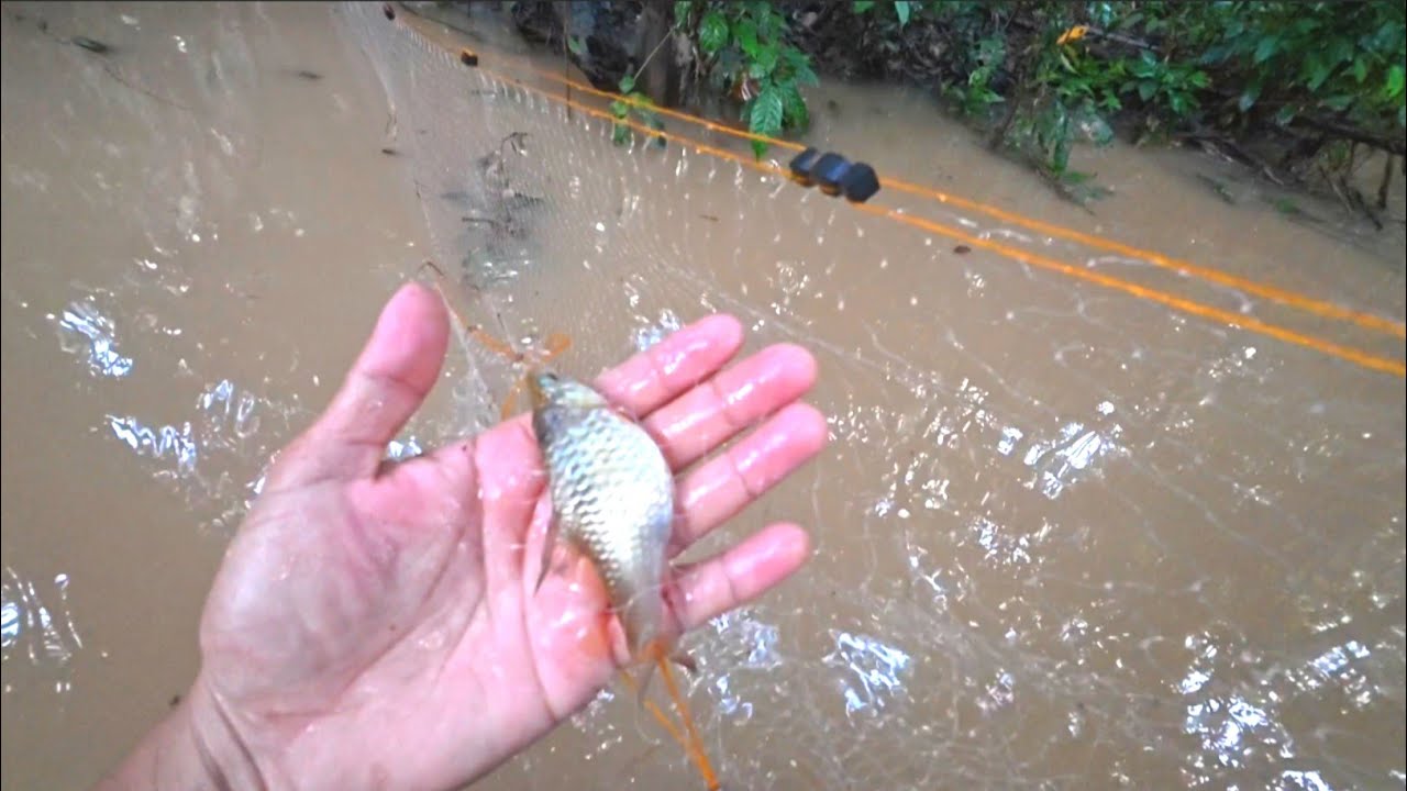CEK JARING IKAN TURONGOU WAKTU AIR BANJIR
