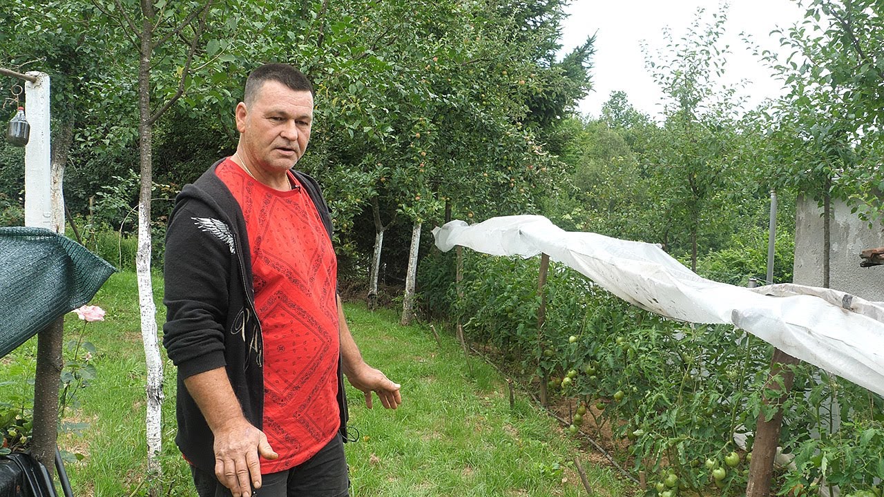 Paradajz iz Petrovog uzgojnog laboratorija