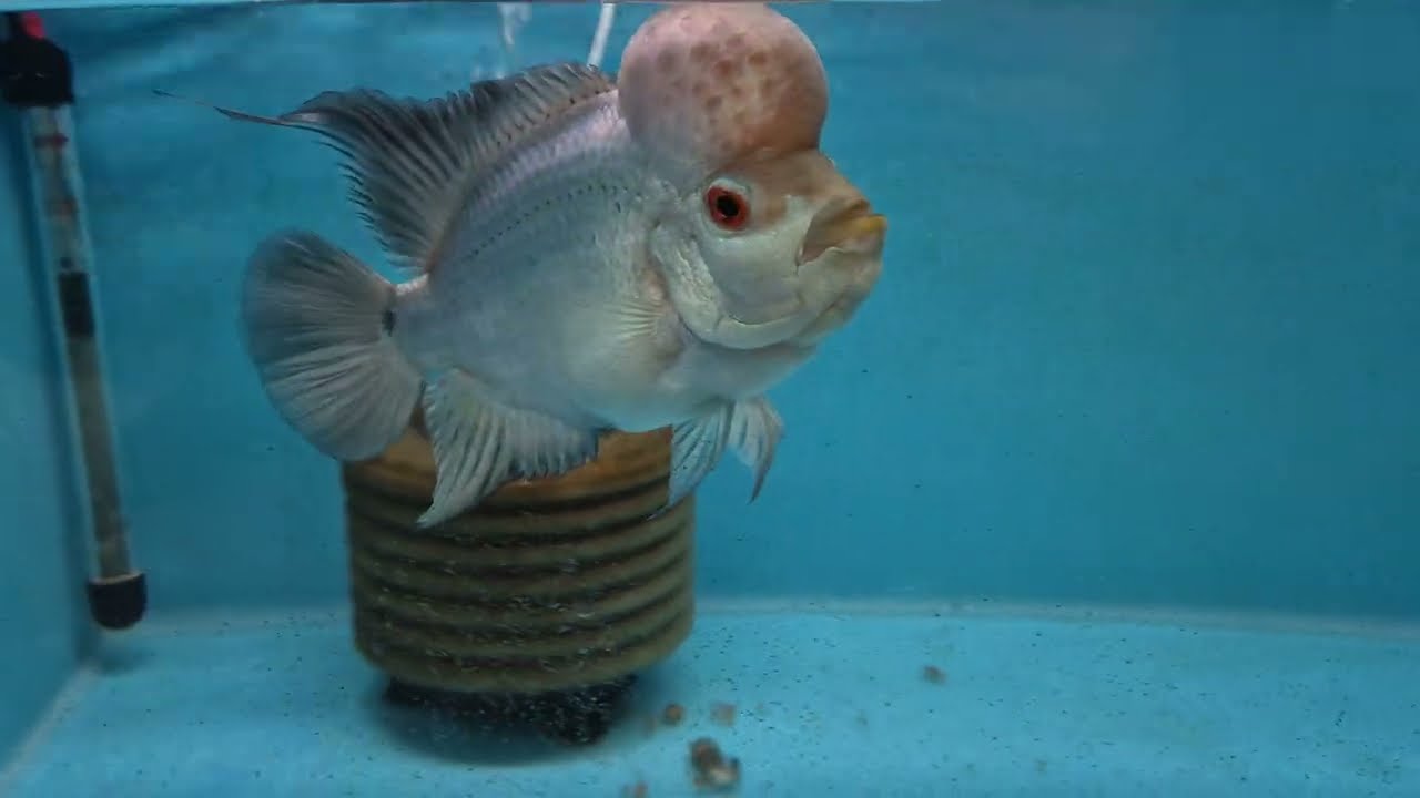 Akvaryum Vlog #586 (Canavar Flowerhorn)