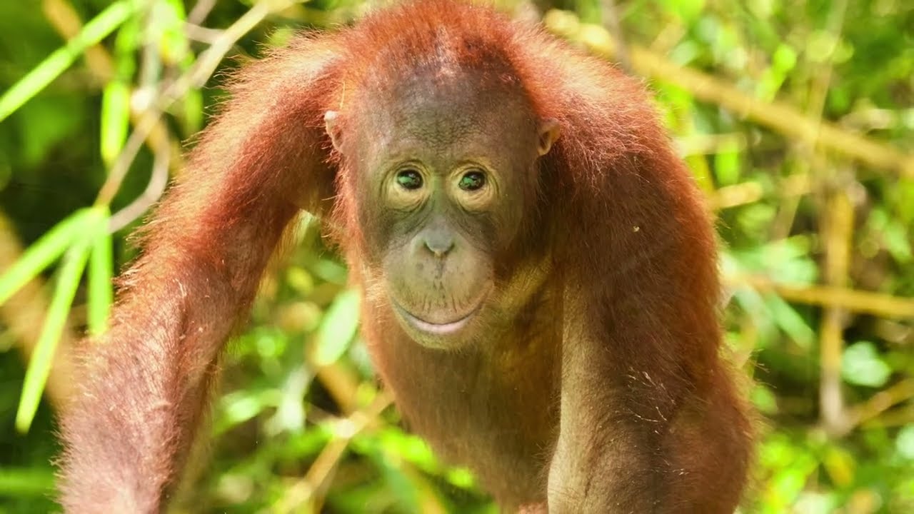 orangutans fighting for survival