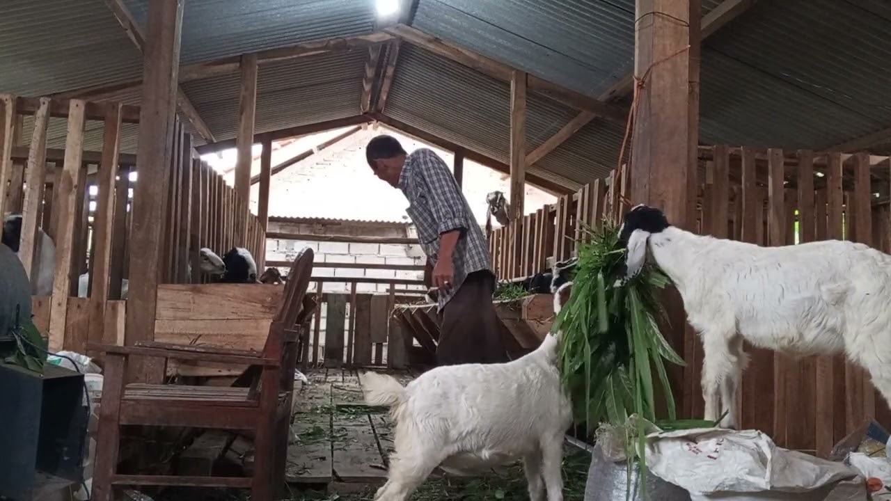 Suasana Mabuross Farm Mbulu per 4/12/2025 #peternakan #ternak #kambing #farm #farm