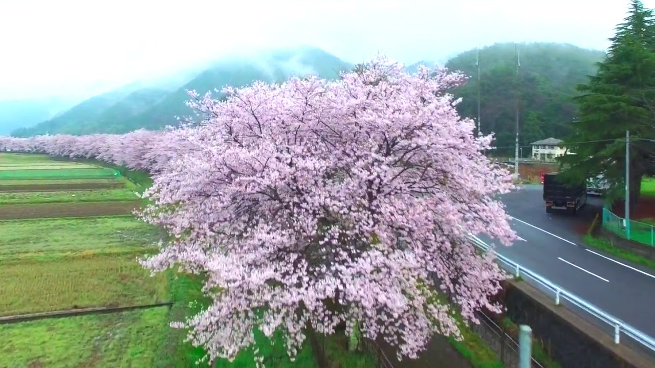 2016 SAKURA 桜