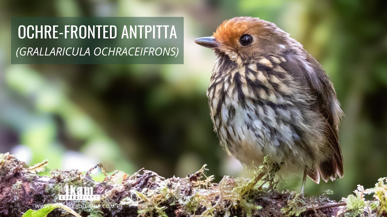 Ochre-fronted Antpitta (Grallaricula ochraceifrons) endemic to Peru