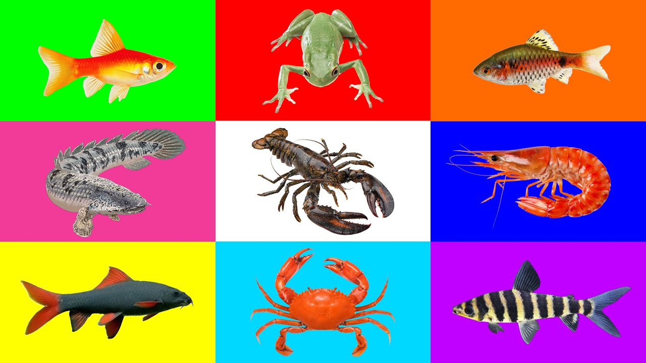 Fish : Lobster, Rainbow Shark, Rosy Barb, Molly Fish, Leporinus Fish, Crab, Shrimp, Bichir, Frog