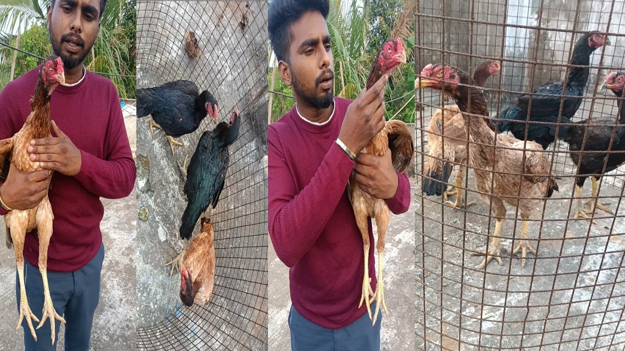 Tamilnadu Aseels pottai collection #tamilnaduaseel #aseel #nattukozhivalarpu