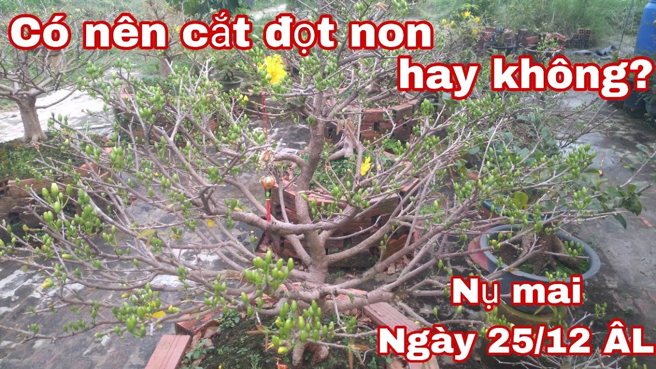 Có nên cắt bỏ đọt non để nuôi Búp xanh hay không.