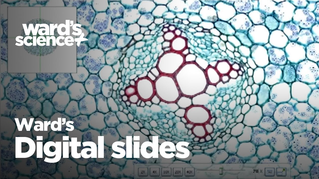 Ward's Digital Slides