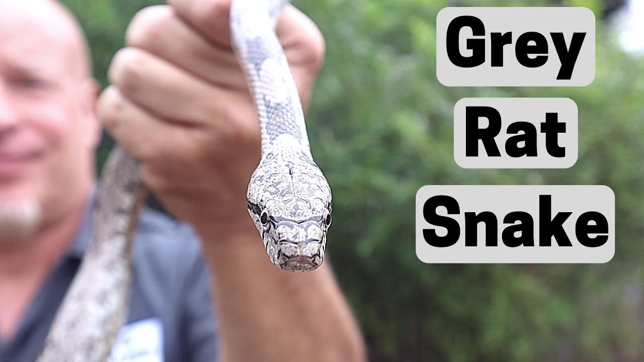Gray Rat Snake in Florida (Pantherophis spiloides)