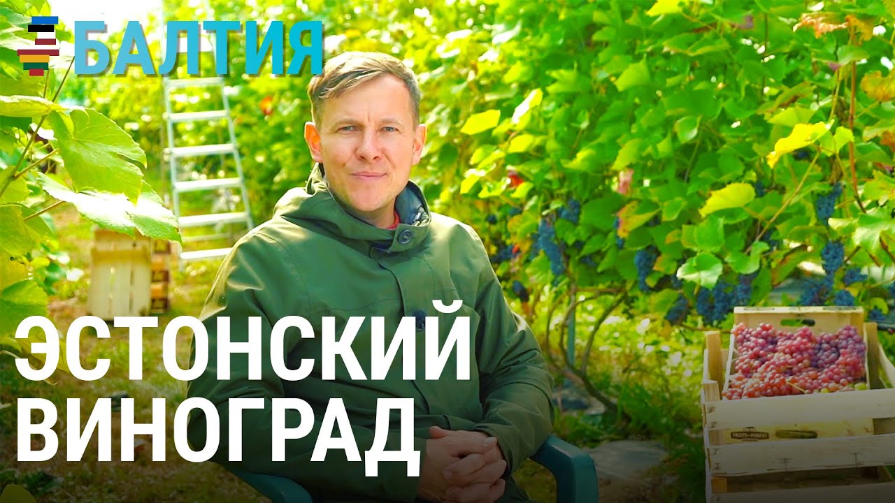 Как выращивают виноград на Севере | БАЛТИЯ