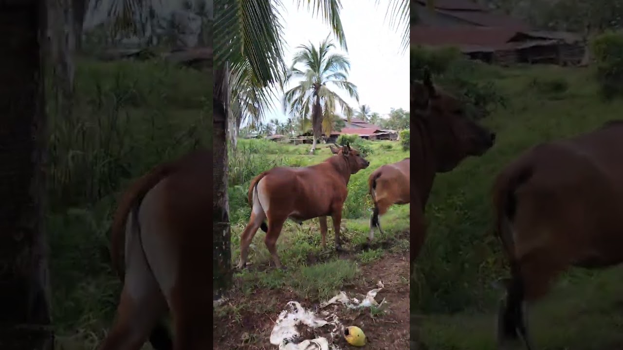 Lagi cari sapi Bali di kebun 
