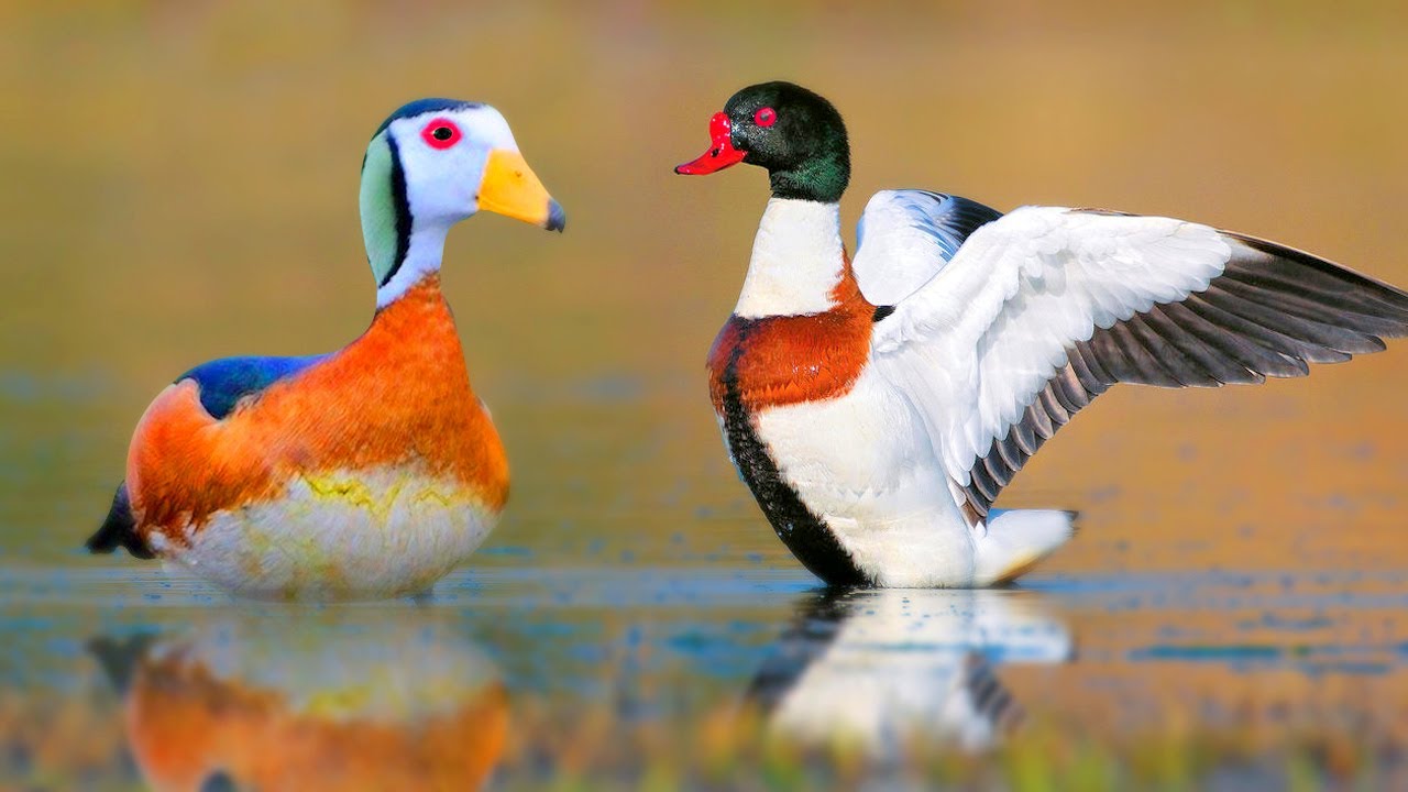 সবথেকে সুন্দর ১০টি রাজহাঁস | Ducks Goose Swans | 10 Most Stunningly Beautiful Birds on Planet Earth