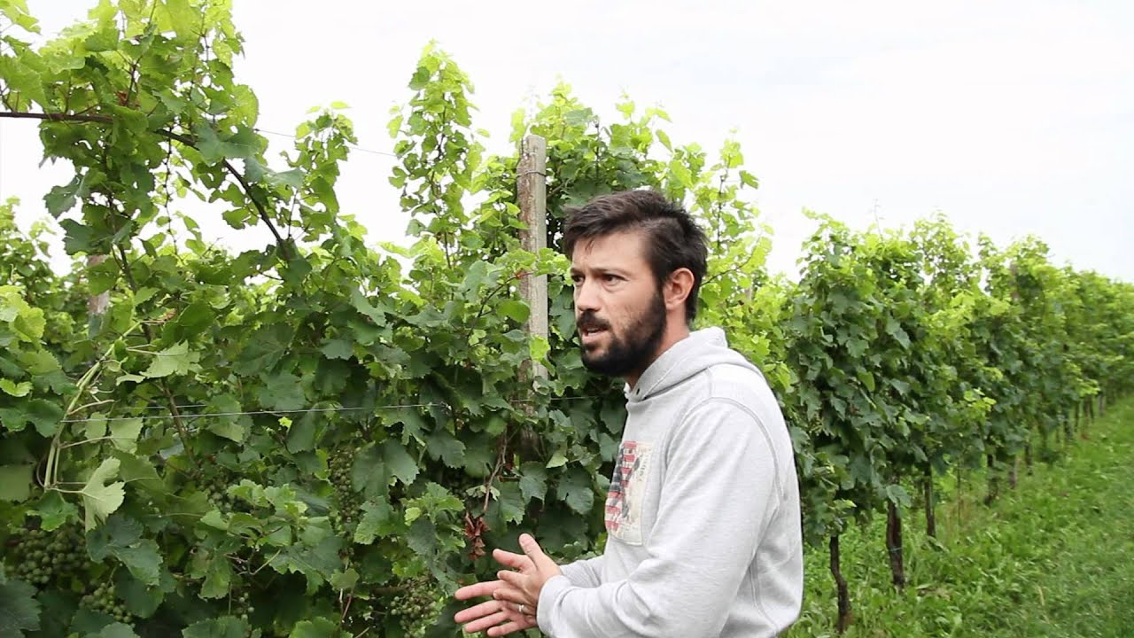 Tuffo n. 3 - Maurizio Donadi, La Basseta