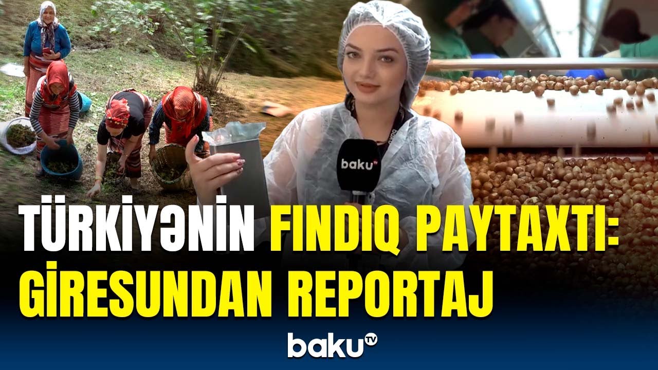 Türkiyəli təsərrüfatçılar fındıqçılığın sirlərindən danışdı | Baku TV Giresunda