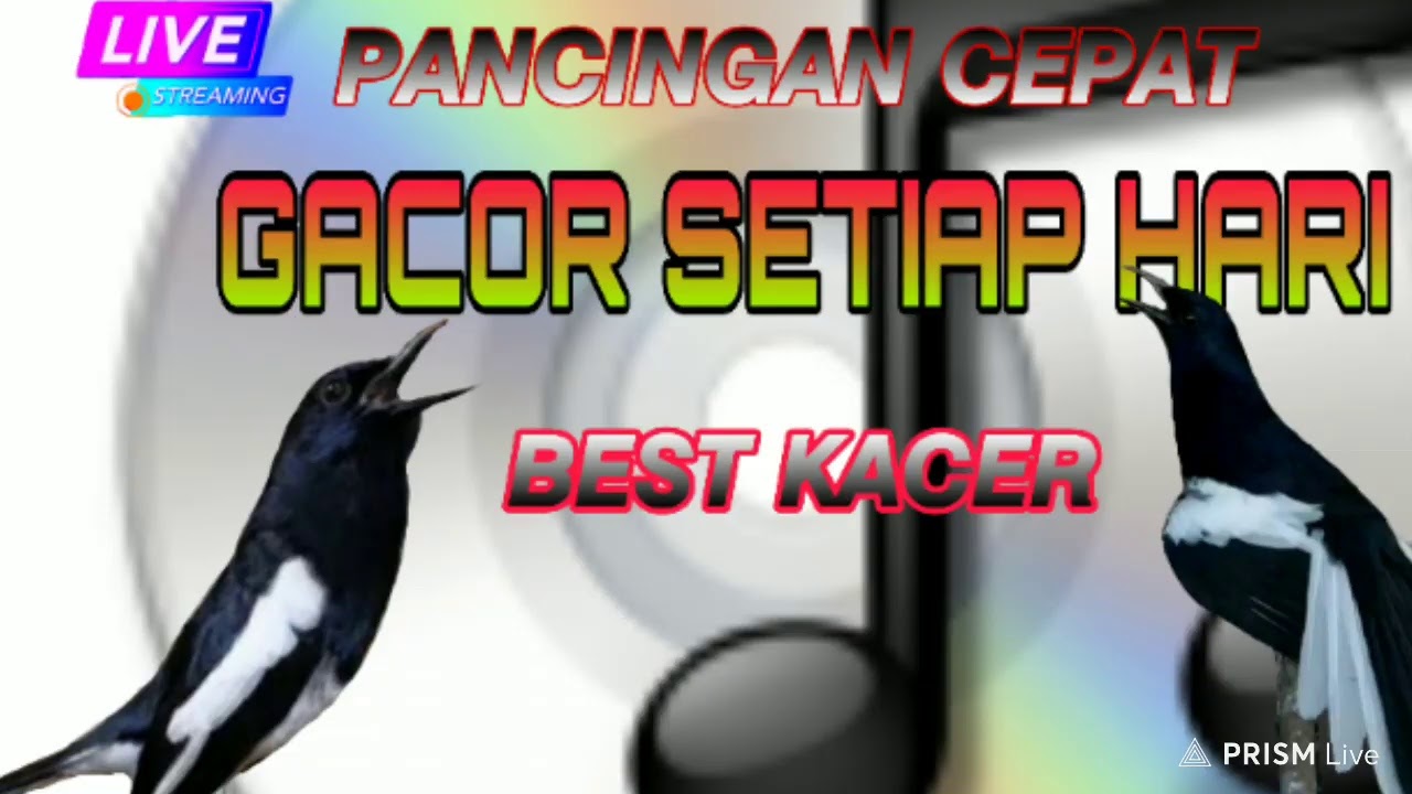 PANCINGAN   KACER   JEDA TAMBAH POWER