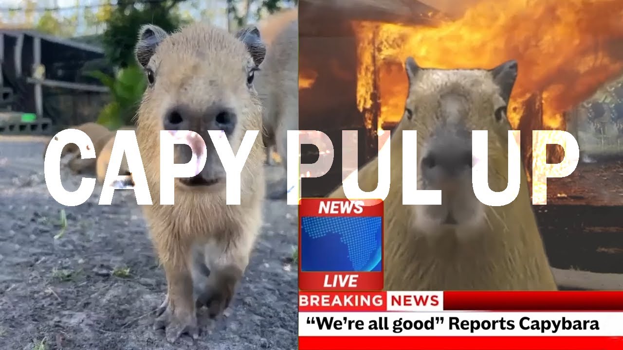 CAPYBARA PULL UP COMPILATION!