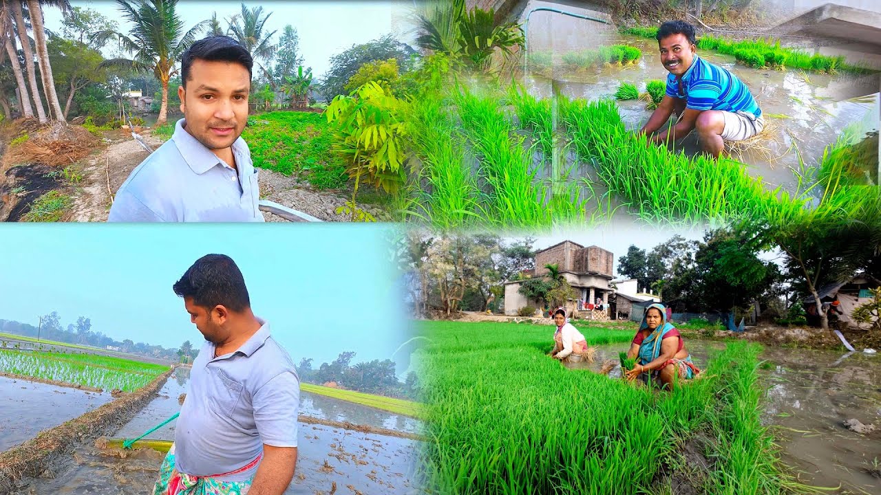 অনেকদিন পর চাষের কাজে হাত 🌾 ধান রোয়ার প্রস্তুতি । Agriculture। How to padi farming