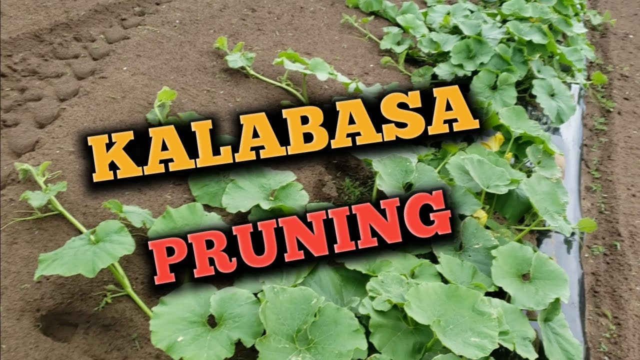 Kalabasa Pruning.  Kalabasa Farming Pinoy Style.