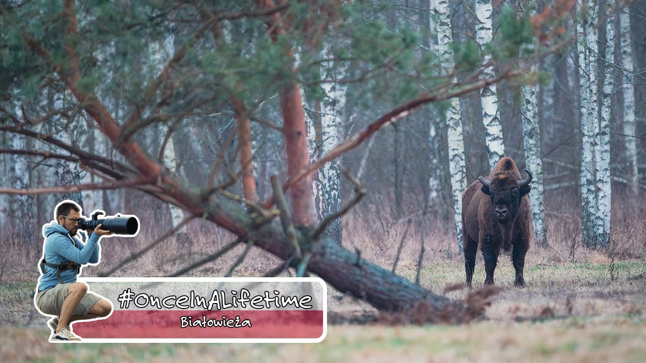 #Onceinalifetime Białowieża (Polen)