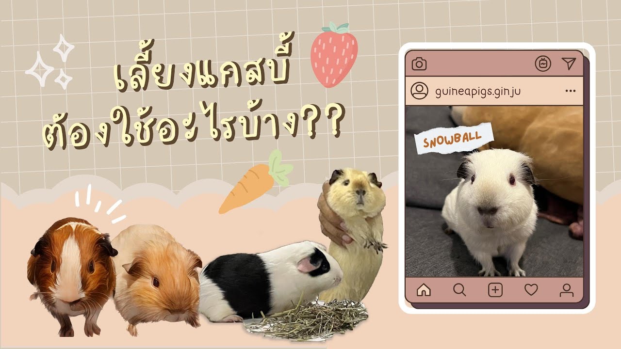 เริ่มเลี้ยงแกสบี้ต้องดูคลิปนี้ก่อน!!