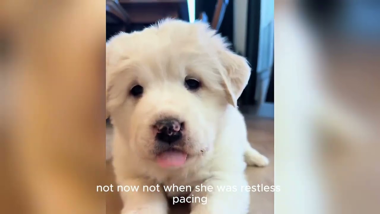 Great Pyrenees Shows Up With Eight Tiny Secrets Hidden Underneath