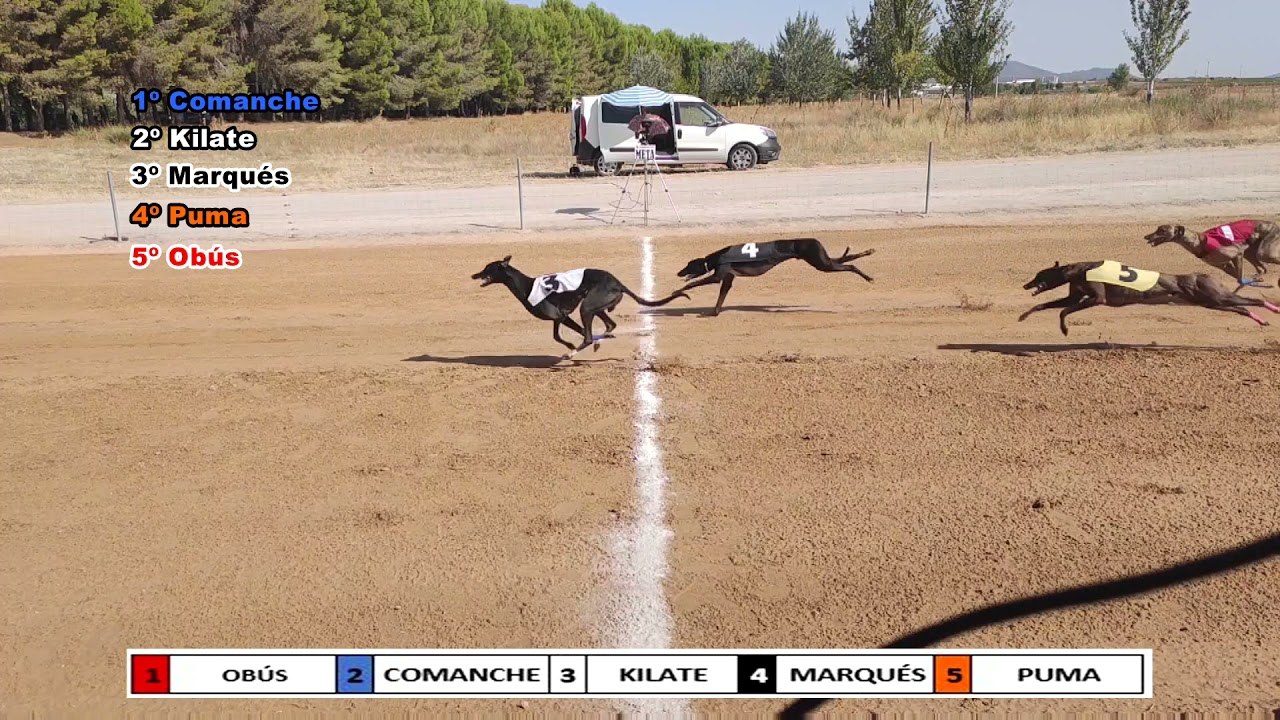 XXXIV CAMPEONATO DE ESPA&Ntilde;A DE GALGOS CON LIEBRE MECANICA SOBRE RECTA , 500 METROS IMPORTADOS