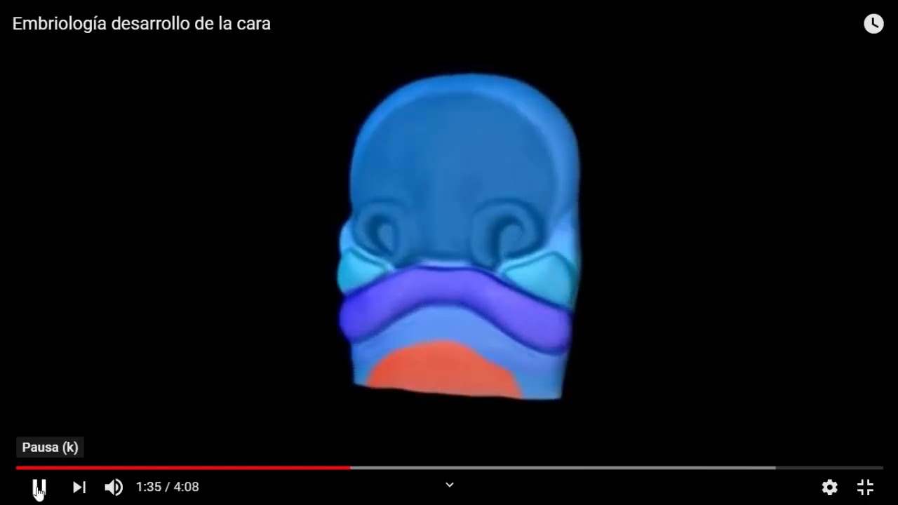 Desarrollo embrionario de la cara explicado