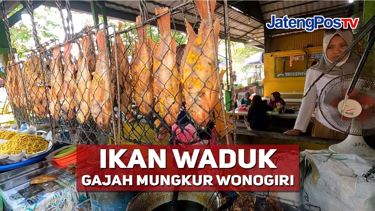 IKAN WADUK GAJAH MUNGKUR WONOGIRI | JATENGPOS TV