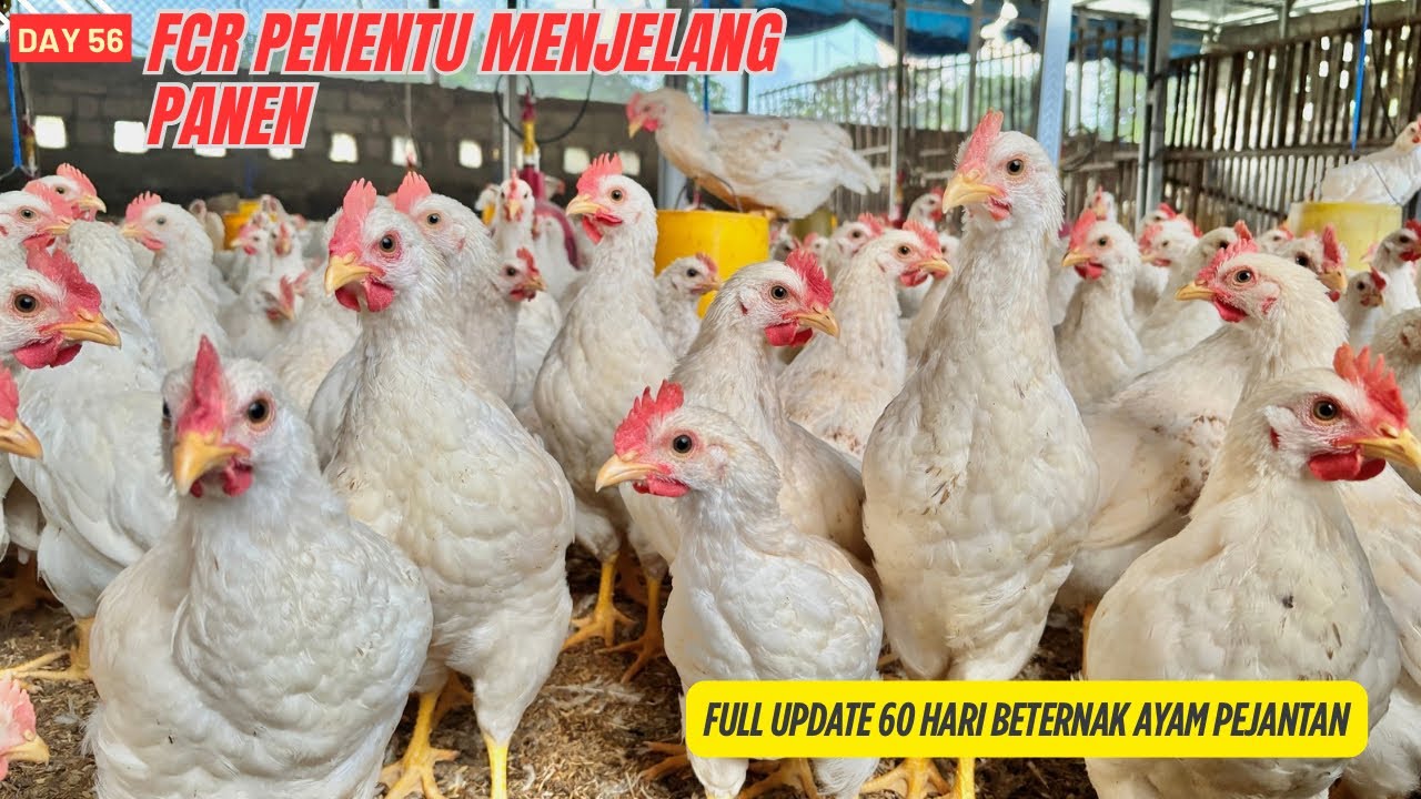 DAY 56 - MENGHITUNG FCR AYAM PEJANTAN MINGGU KE-8