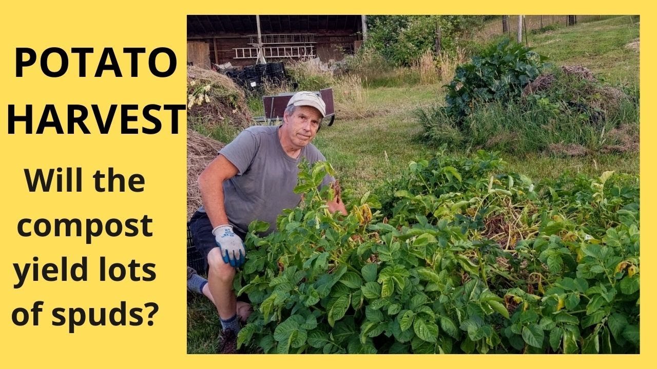 Compost Potato Harvest!