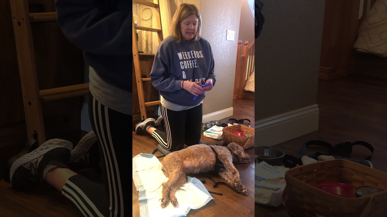 Expressing a Dog’s Bladder:  Helpful Tips