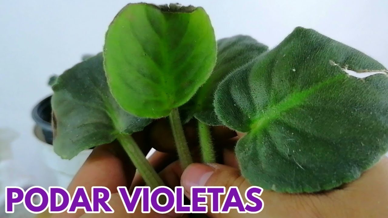 como podar violetas africanas chuyito jardinero