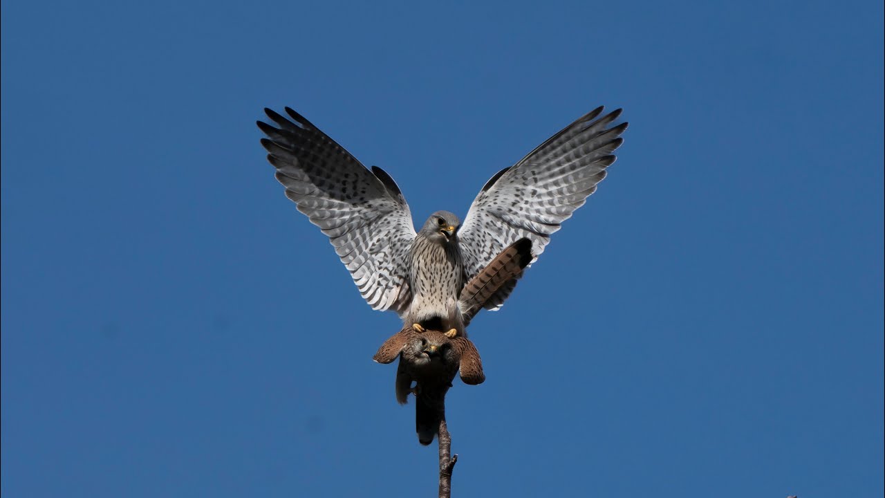 Falcon - Kestrel