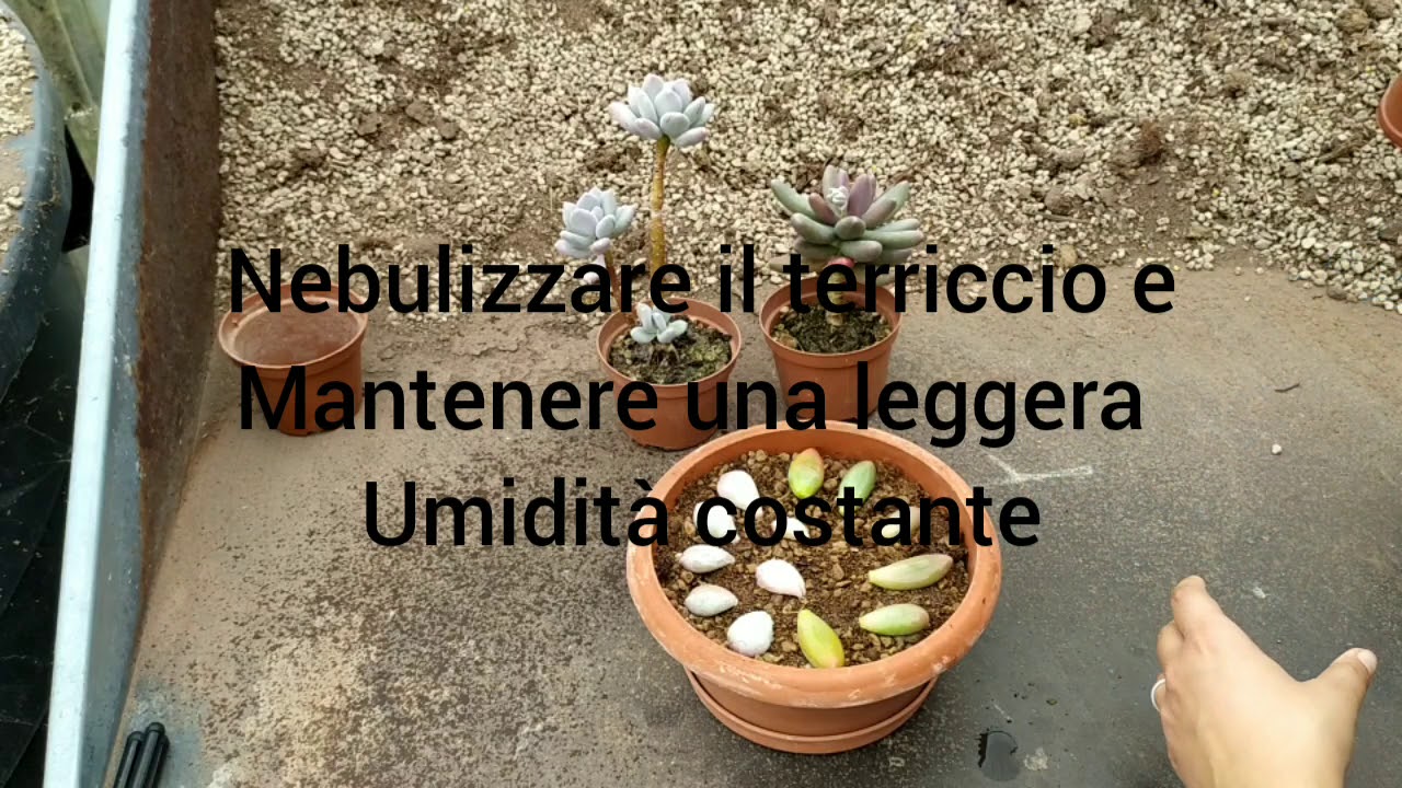 Come riprodurre una pianta grassa ! Tutorial riproduzione da talea ! Pianta grassa ! Cactus